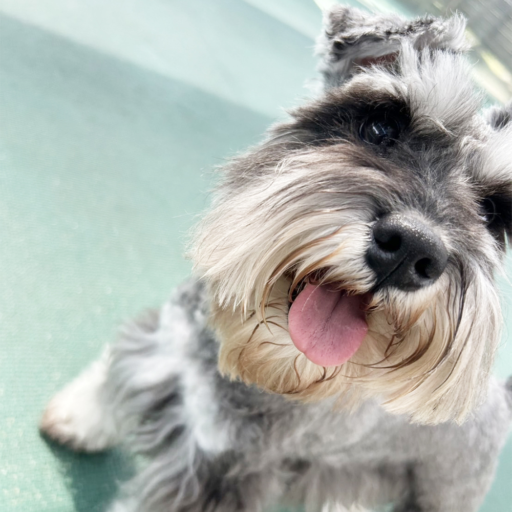 生徒が撮影してくれたモデル犬☆①